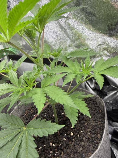 Seed Supplier Projekt. Week 5