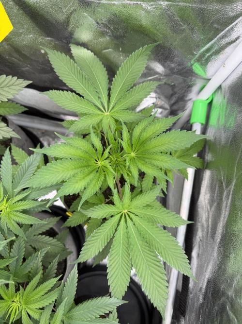Seed Supplier Projekt. Week 5