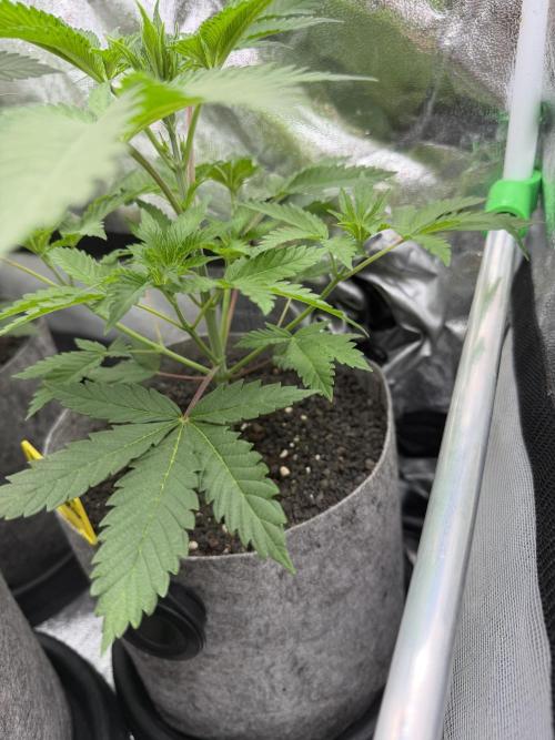 Seed Supplier Projekt. Week 5