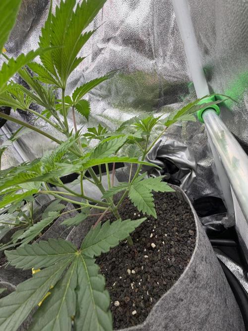 Seed Supplier Projekt. Week 5