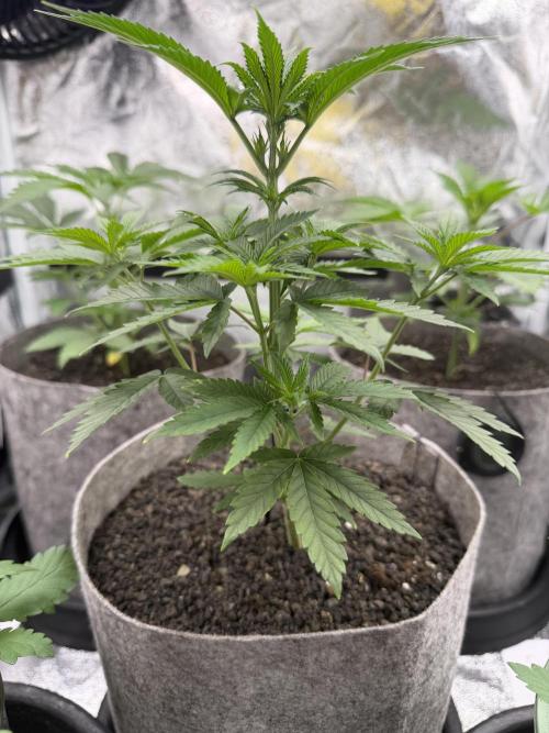 Seed Supplier Projekt. Week 6