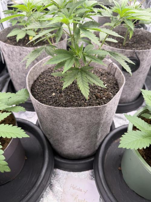Seed Supplier Projekt. Week 6