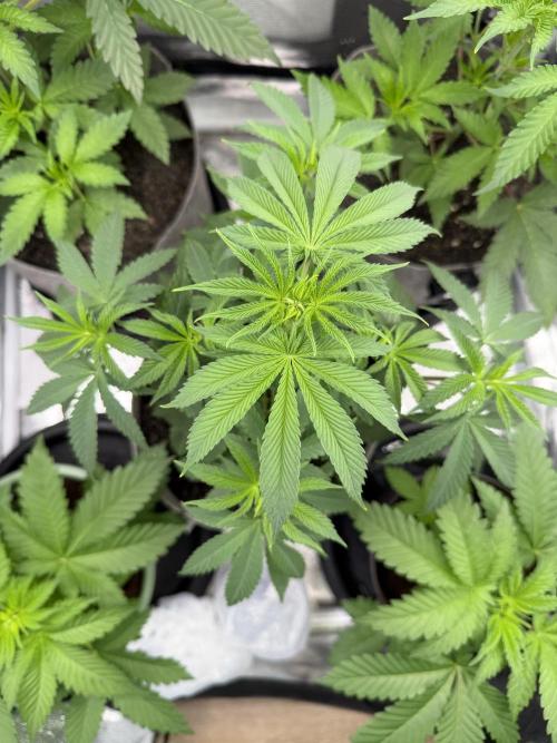 Seed Supplier Projekt. Week 6