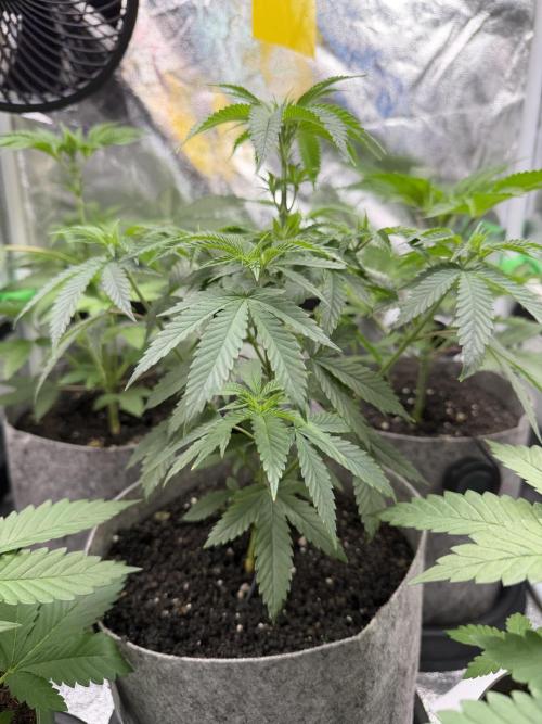 Seed Supplier Projekt. Week 6