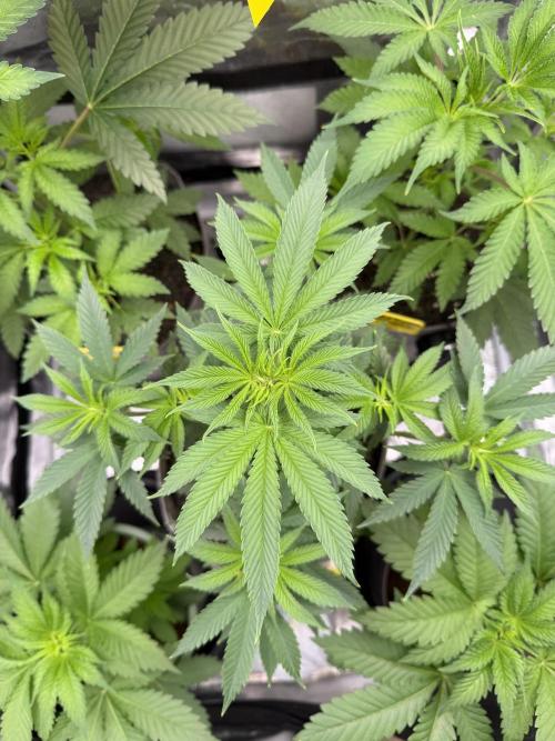 Seed Supplier Projekt. Week 6