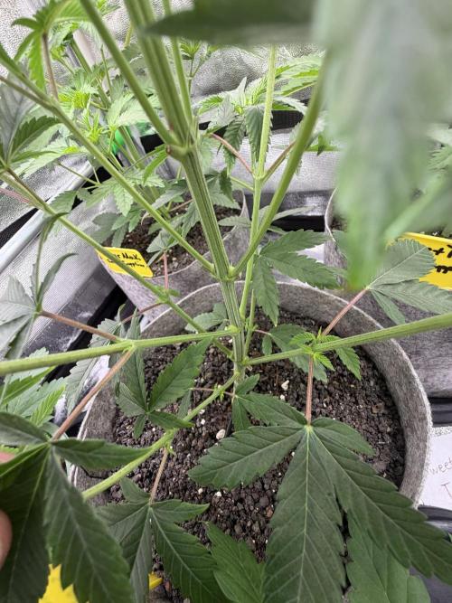 Seed Supplier Projekt. Week 6