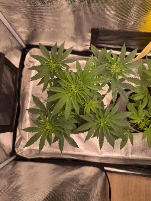 Seed Supplier Projekt. Week 7