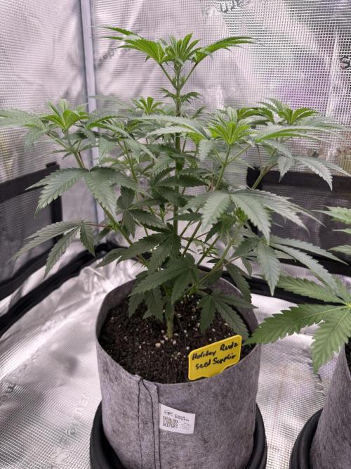 Seed Supplier Projekt. Week 7