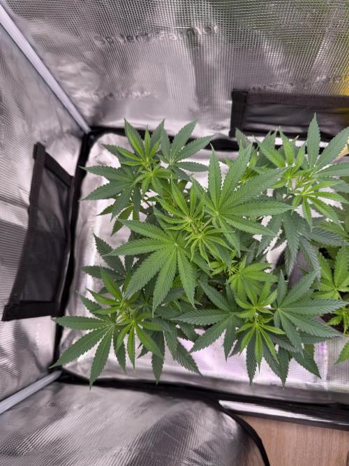 Seed Supplier Projekt. Week 7