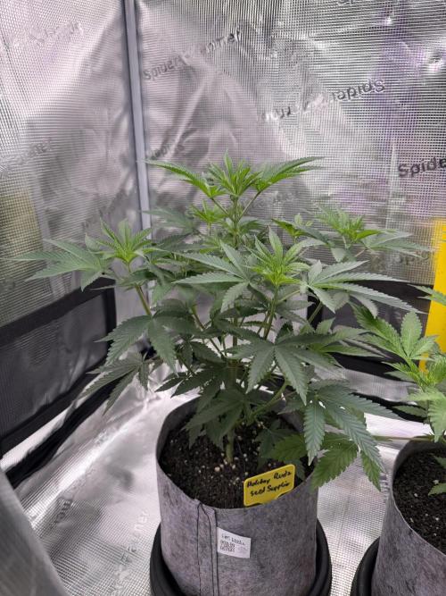 Seed Supplier Projekt. Week 7