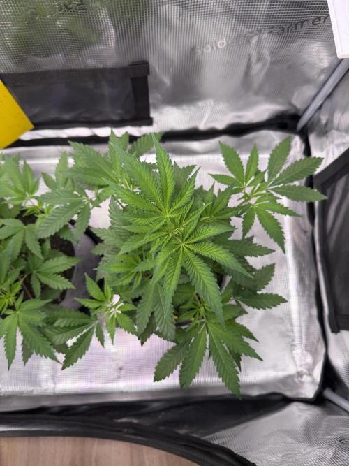 Seed Supplier Projekt. Week 6