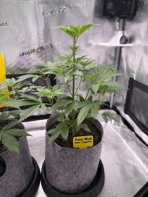 Seed Supplier Projekt. Week 6