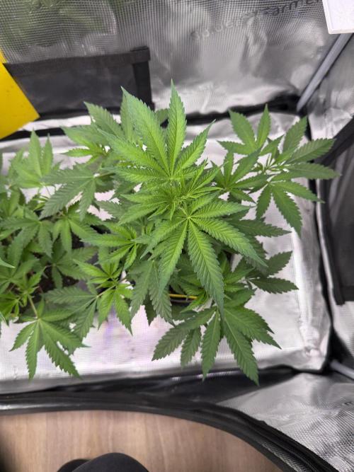 Seed Supplier Projekt. Week 6
