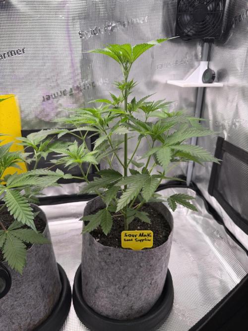Seed Supplier Projekt. Week 6