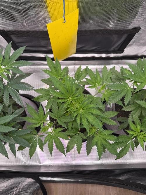 Seed Supplier Projekt. Week 6