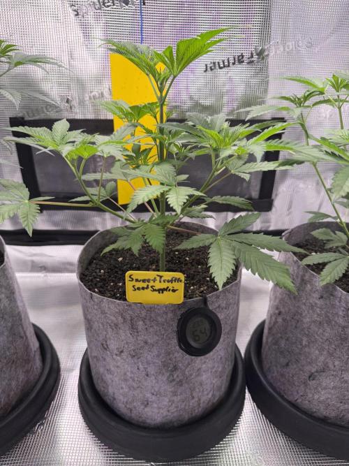 Seed Supplier Projekt. Week 6