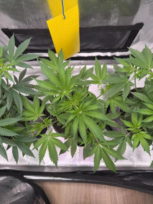 Seed Supplier Projekt. Week 6