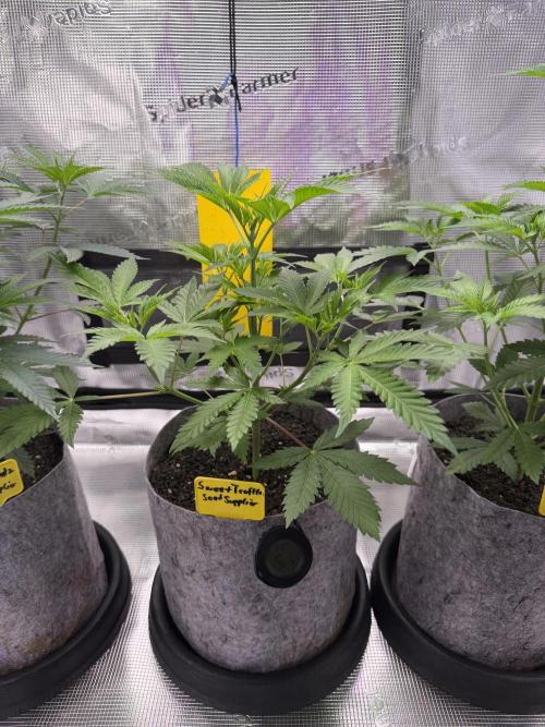 Seed Supplier Projekt. Week 6