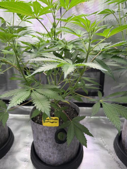 Seed Supplier Projekt. Week 7