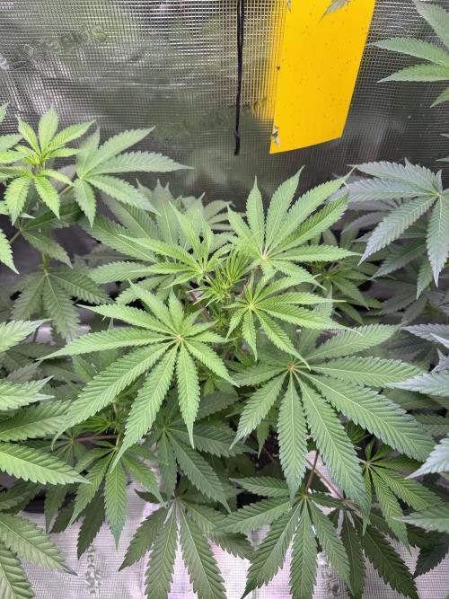 Seed Supplier Projekt. Week 7