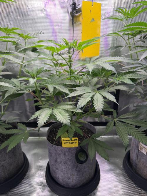 Seed Supplier Projekt. Week 7