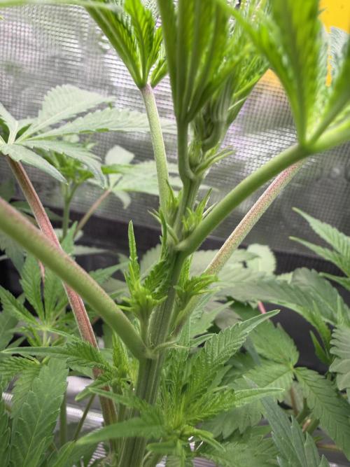 Seed Supplier Projekt. Week 7