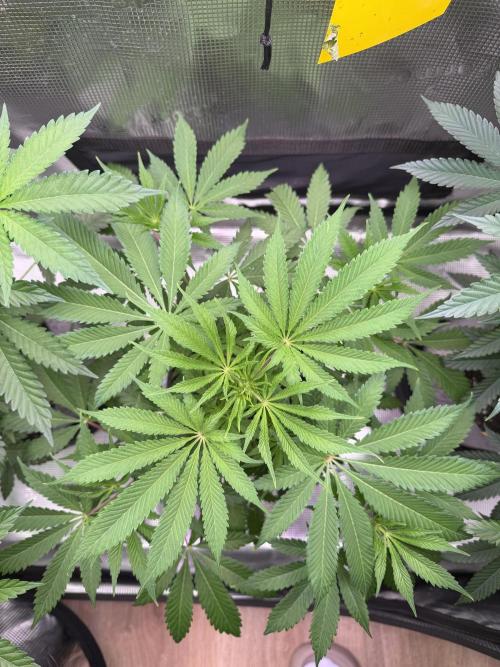Seed Supplier Projekt. Week 7