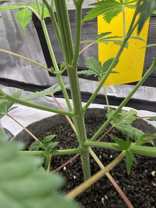Seed Supplier Projekt. Week 7