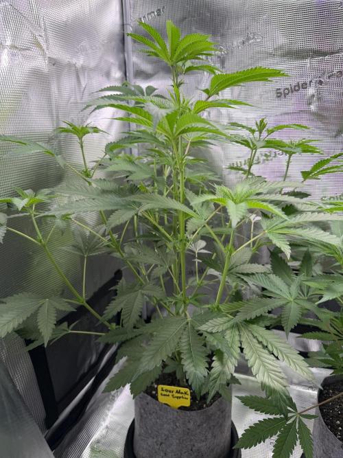 Seed Supplier Projekt. Week 7