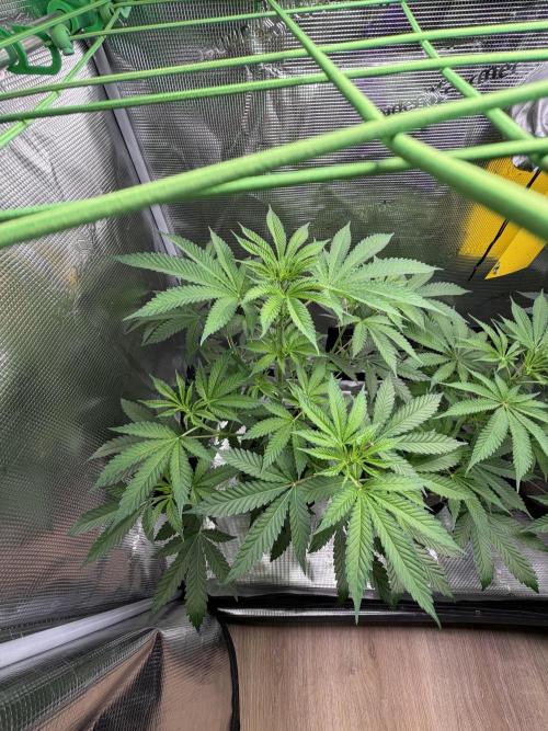 Seed Supplier Projekt. Week 7