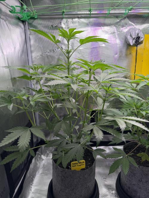 Seed Supplier Projekt. Week 7