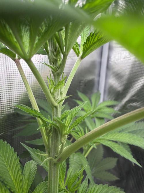 Seed Supplier Projekt. Week 7