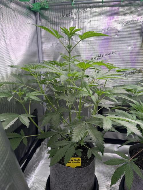 Seed Supplier Projekt. Week 7