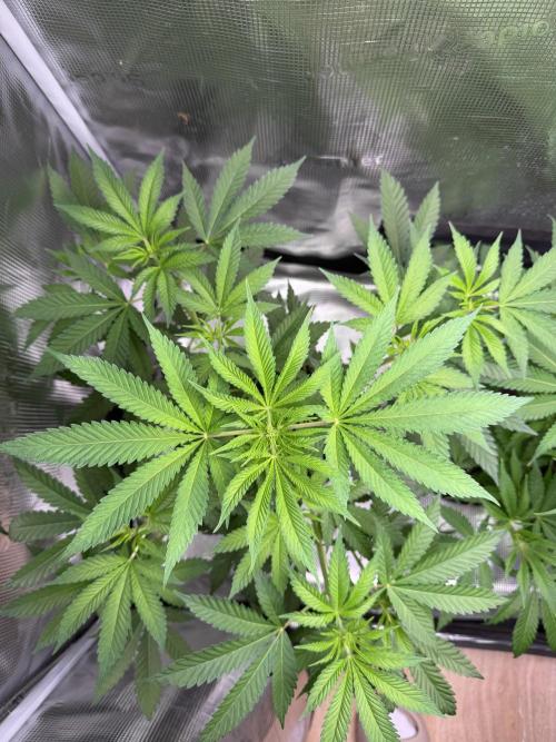 Seed Supplier Projekt. Week 7