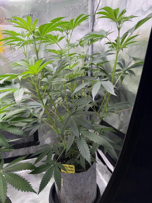 Seed Supplier Projekt. Week 8