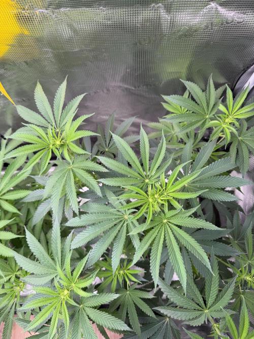 Seed Supplier Projekt. Week 8