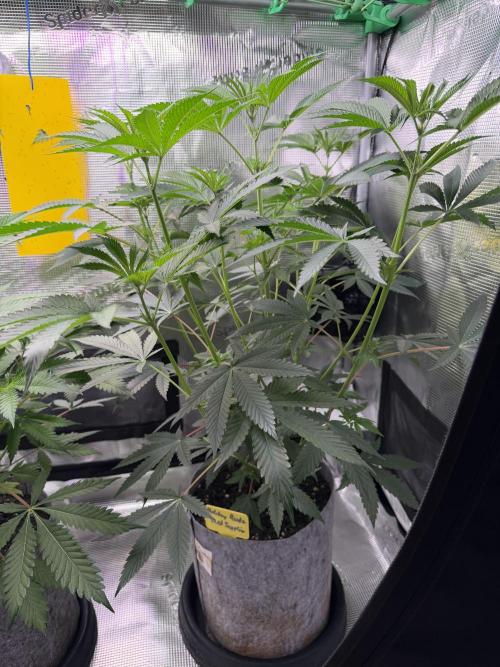 Seed Supplier Projekt. Week 8