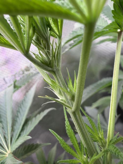 Seed Supplier Projekt. Week 8