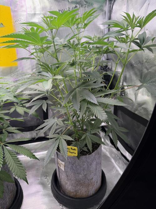Seed Supplier Projekt. Week 8
