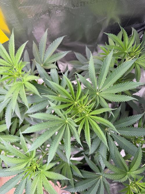 Seed Supplier Projekt. Week 8