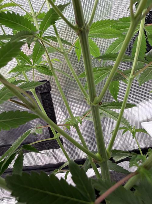 Seed Supplier Projekt. Week 8