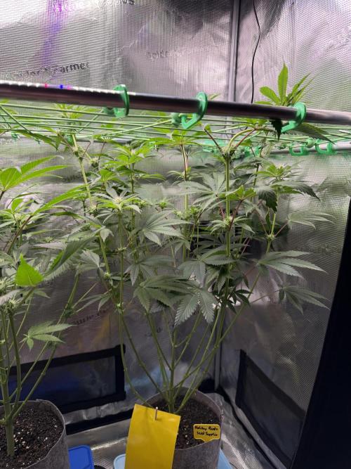 Seed Supplier Projekt. Week 9