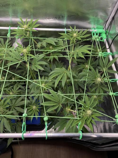 Seed Supplier Projekt. Week 9