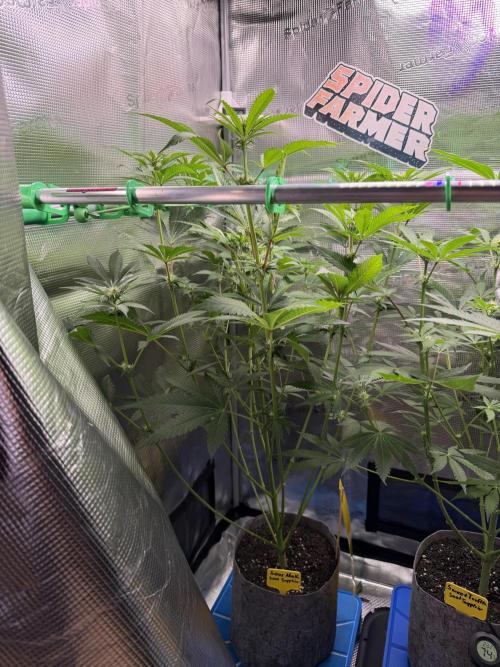 Seed Supplier Projekt. Week 8