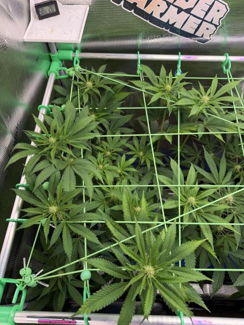Seed Supplier Projekt. Week 8