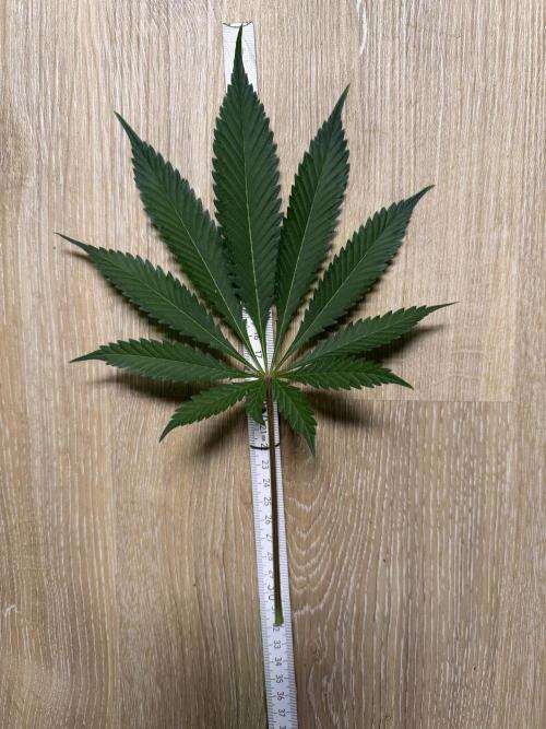 Seed Supplier Projekt. Week 8