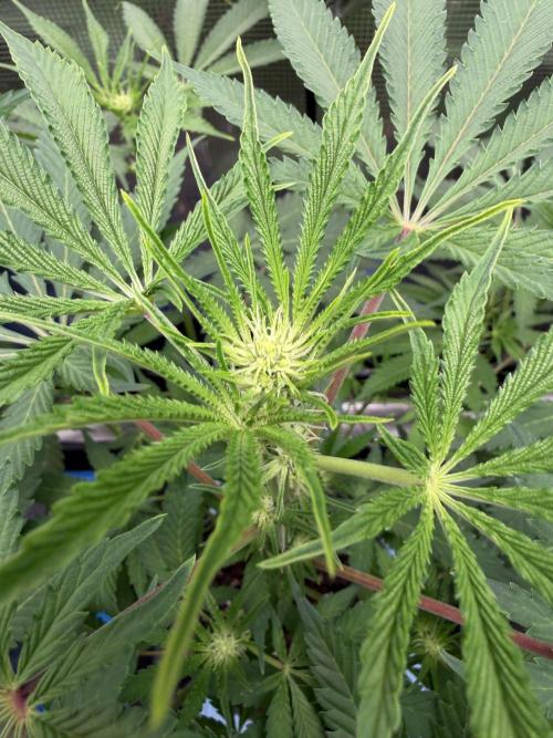 Seed Supplier Projekt. Week 8
