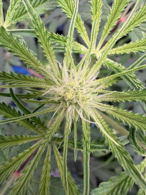 Seed Supplier Projekt. Week 8