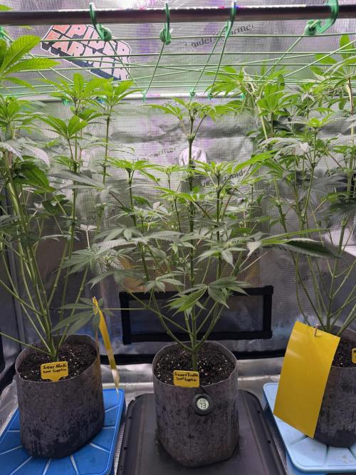 Seed Supplier Projekt. Week 8