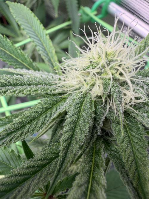 Seed Supplier Projekt. Week 10